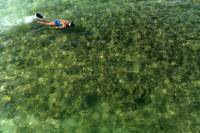 Kealakekua Bay Snorkeling Tour With Optional Honaunau Bay
