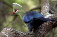 Knysna Forest Day Trip