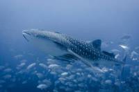 Koh Tao Dive Tour Including 3 Dives - Certified Divers Only