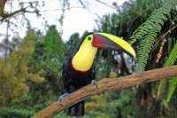 La Fortuna Bird Watching Near the Arenal Volcano