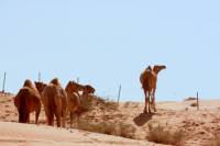 Liwa Oasis Desert Drive from Abu Dhabi