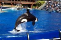 Los Angeles to San Diego Multi-Day Tour Including Sea World Tickets