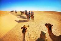 Luxury Desert Experience: Camel Safari with Dinner and Emirati Activities with Transport from Dubai
