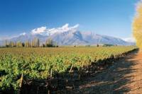 Maipo Valley Wineries Tour from Santiago