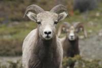 Maligne Valley and Wildlife Tour