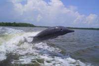 Manatee Ecotour and Shelling Adventure