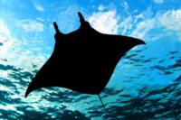 Manta Ray Night Snorkel from Kona