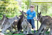 Maru Koala and Animal Park General Entry Ticket