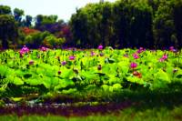 Mary River Wetlands Cruise from Darwin