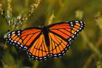 Monarch Butterfly Tour In Valle de Bravo from Mexico City