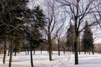 Montreal in Winter: Ice Skating, Snowshoeing and Sledding on Mount Royal