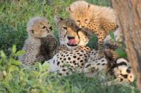 Mpumalanga Super Saver: Moholoholo Wildlife Rehabilitation Center and Cheetah Breeding Project