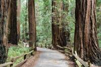 Muir Woods and Sausalito Tour plus Bay Cruise
