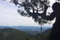 O'Reillys Rainforest Retreat and Mt Tamborine Day Trip from Brisbane or the Gold Coast