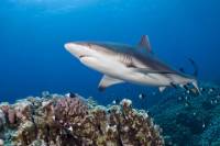 Oahu Shark Dive