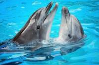 Ocho Rios Dolphin Encounter Program