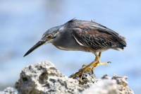 Olango Island Bird Watching and Snorkeling Day Trip from Cebu