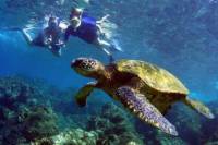 Oluwalu Honu Nui Kayak Snorkel