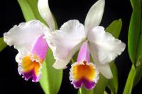 Orchids Tour and Tequendama Waterfalls