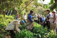 Overnight Quillabamba Coffee Route Tour from Cusco