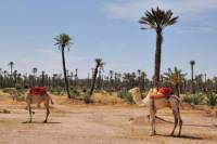 Palmeraie Sunset Camel Ride Experience from Marrakech