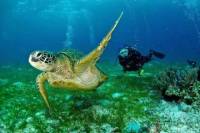 Panglao Scuba Diving