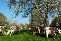 Pear Cider Tour from Caen