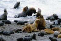 Peninsula Valdes Full Day Tour from Puerto Madryn