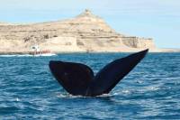Peninsula Valdes National Park Day Trip