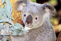 Perth Zoo General Entry Ticket and Sightseeing Cruise