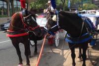 Philadelphia Horse Drawn Carriage Tour