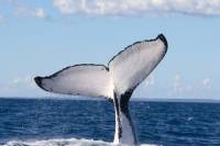 Phillip Island Whale Watching Tour