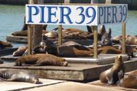 PIER 39 Attraction Pass