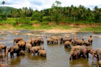 Pinnawala Elephant Orphanage Day Trip