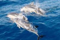 Port Stephens Day Tour From Sydney Including 4WD, Sandboarding and Dolphin Watching