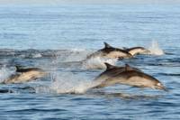 Port Stephens Day Trip with Dolphin Watching, Sandboarding and Australian Wildlife