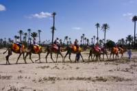Private 1-Hour Camel Ride in the Palm Grove of Marrakech