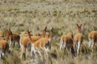 Private 2-Day Colca Canyon Tour from Arequipa to Puno
