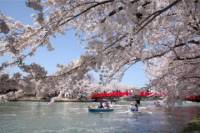 Private Cherry Blossom Tour in Hirosaki with a Local Guide