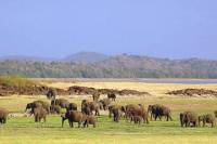 Private Day Tour: Udawalawa National Park Safari