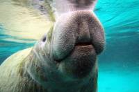 Private Manatee Tour