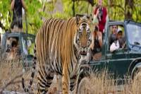 Private Tour: 2-Night Ranthambore National Park from Jaipur