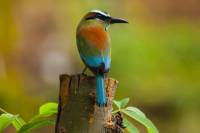 Private Tour: Bird Watching in Cancun