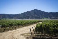 Private Tour: Casablanca Valley Day Trip with Visit to Estancia El Cuadro