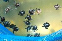 Private Tour: Cherating Turtle Sanctuary Night Tour from Kuantan