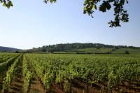 Private Tour: Full Day Wine Tasting Tour from Dijon