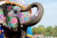 Private Tour: Jaipur Sightseeing Including Jantar Mantar, Amber Fort and Elephant Ride