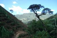 Private Tour: Medellin Coffee Experience and Workshop