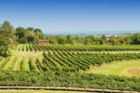 Private Tour: Niagara Falls Wineries