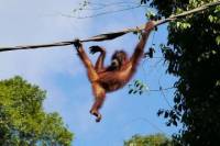 Private Tour: Orangutan and Sun Bear Conservation Centers with River Cruise
